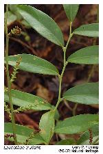 Leucothoe axillaris (Lam.) D. Don