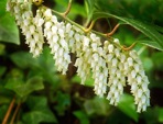 Leucothoe axillaris (Lam.) D. Don