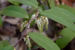 Leucothoe axillaris (Lam.) D. Don