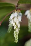 Leucothoe axillaris (Lam.) D. Don