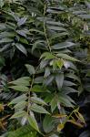 Leucothoe fontanesiana (Steud.) Sleumer