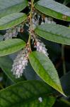 Leucothoe fontanesiana (Steud.) Sleumer