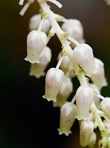Leucothoe fontanesiana (Steud.) Sleumer