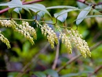 Leucothoe fontanesiana (Steud.) Sleumer