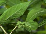 Eubotrys recurvus (Buckl.) Britt.