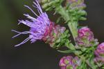 Liatris aspera Michx.