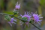 Liatris aspera Michx.
