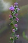 Liatris aspera Michx.