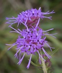 Liatris aspera Michx.