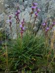 Liatris helleri T.C. Porter