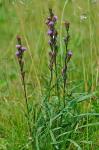 Liatris helleri T.C. Porter