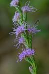 Liatris helleri T.C. Porter
