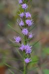 Liatris pilosa (Aiton) Willd.