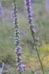 Liatris pilosa (Aiton) Willd.