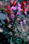 Liatris scariosa (L.) Willd.