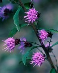 Liatris scariosa (L.) Willd.