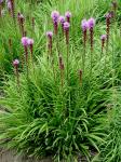 Liatris spicata (L.) Willd.