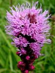 Liatris spicata (L.) Willd.