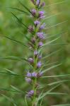 Liatris spicata (L.) Willd.