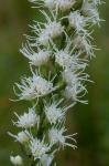 Liatris spicata (L.) Willd.