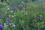 Liatris spicata (L.) Willd.