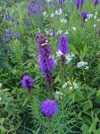 Liatris spicata (L.) Willd.