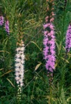 Liatris spicata (L.) Willd.