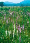 Liatris spicata (L.) Willd.