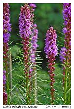 Liatris spicata (L.) Willd.