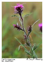 Liatris squarrosa (L.) Michx. var. squarrosa