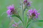 Liatris squarrosa (L.) Michx. var. squarrosa
