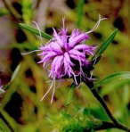 Liatris squarrosa (L.) Michx. var. squarrosa