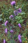 Liatris squarrulosa Michx.