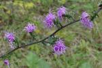 Liatris squarrulosa Michx.