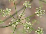 Ligusticum canadense (L.) Britt.