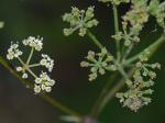 Ligusticum canadense (L.) Britt.