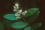 Ligustrum obtusifolium Sieb. & Zucc. var. suave (Kitag.) H. Hara