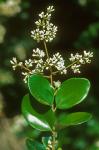 Ligustrum japonicum Thunb.