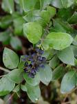 Ligustrum japonicum Thunb.