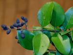 Ligustrum japonicum Thunb.