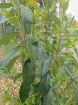Ligustrum lucidum W.T. Aiton