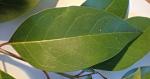 Ligustrum lucidum W.T. Aiton