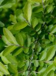 Ligustrum obtusifolium Sieb. & Zucc. var. obtusifolium