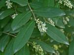 Ligustrum obtusifolium Sieb. & Zucc. var. obtusifolium