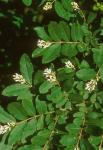 Ligustrum obtusifolium Sieb. & Zucc. var. obtusifolium