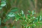 Ligustrum ovalifolium Hassk.