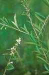 Ligustrum quihoui Carriere
