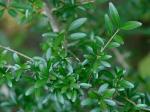 Ligustrum quihoui Carriere