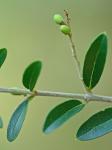 Ligustrum quihoui Carriere