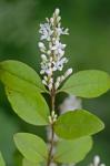 Ligustrum sinense Louriere